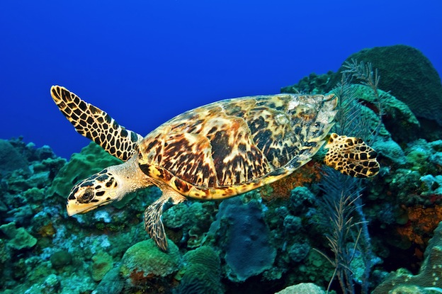 sea-turtle-information-hihawksbills-hihawksbills