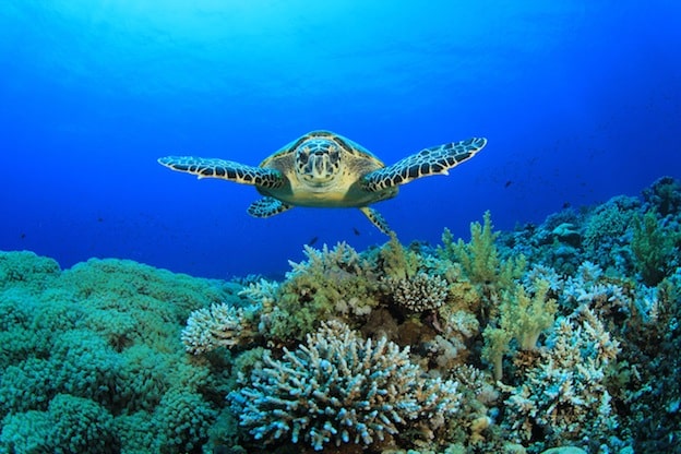 hawksbill-sea-turtle-sea-turtle-facts-and-information