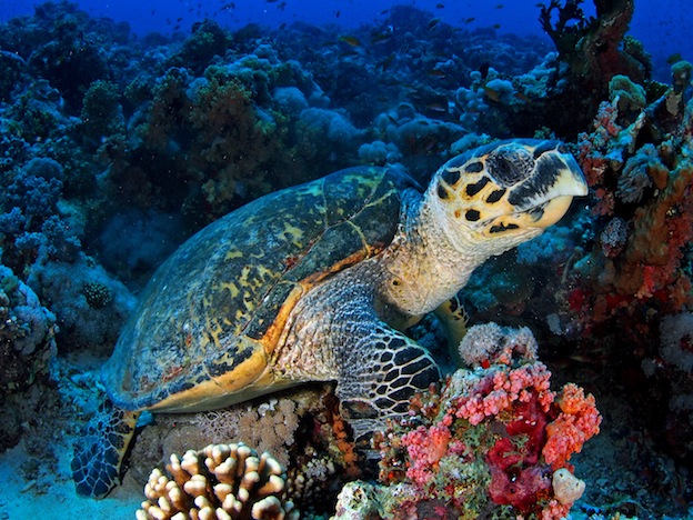 Hawksbill Sea Turtle Sea Turtle Facts And Information