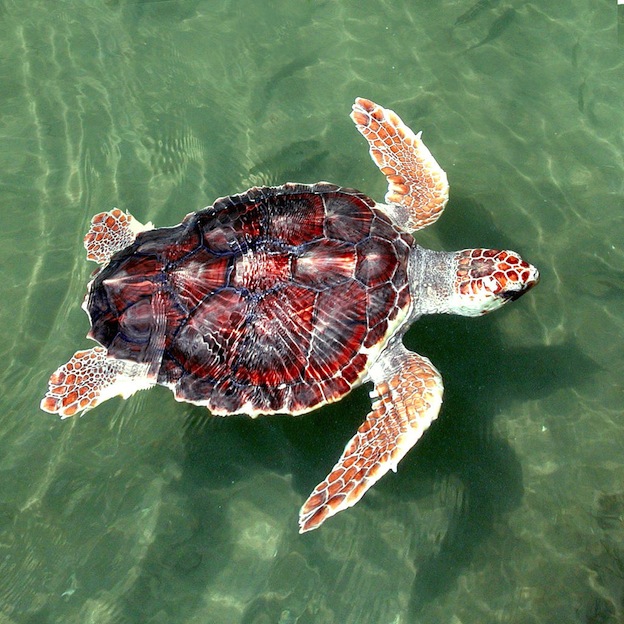 Loggerhead Sea Turtle Sea Turtle Facts And Information