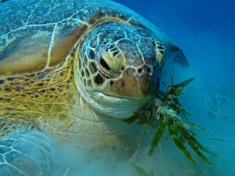 Feeding Habits of sea turtles.
