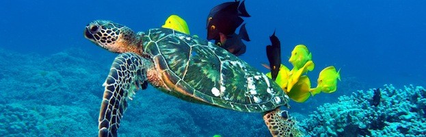 Sea Turtle Habitat - Sea Turtle Facts and Information