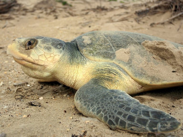 Sea Turtle Anatomy