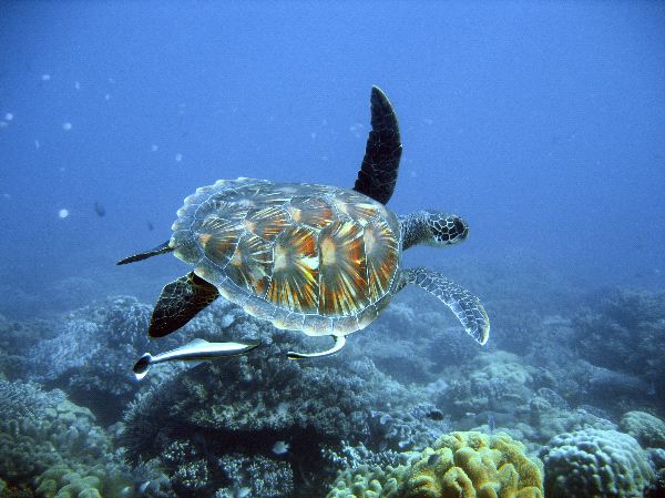 Endangered Green Sea Turtle