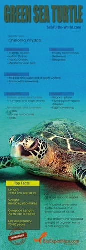Green sea turtle Infographic.