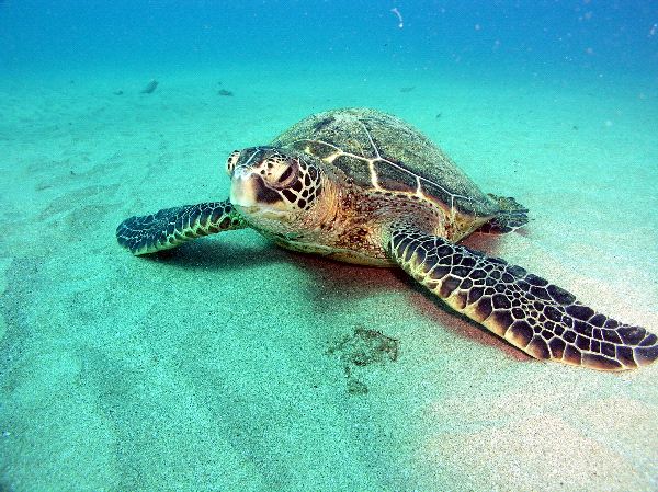Green Sea Turtle Laying