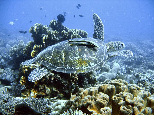 Green Sea Turtle Swimming