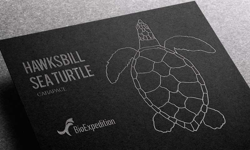 Anatomy of Hawksbill sea turtle.