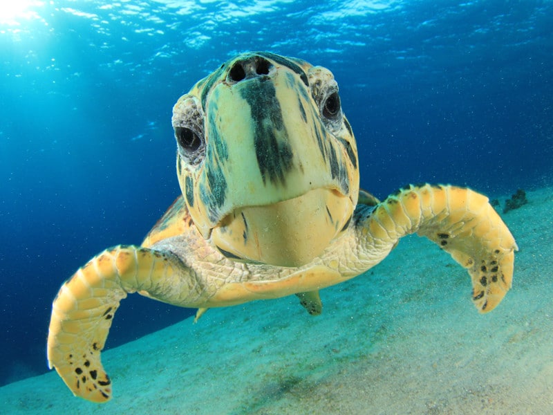Hawksbill Sea Turtle Fun Facts / Hawksbill Turtle Noaa Fisheries