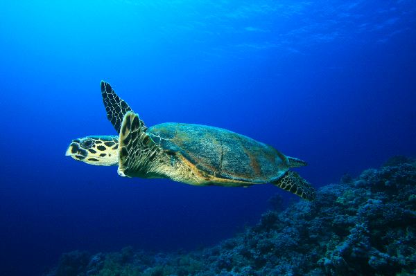 Hawksbill Sea Turtle Swims Over Coral Reef