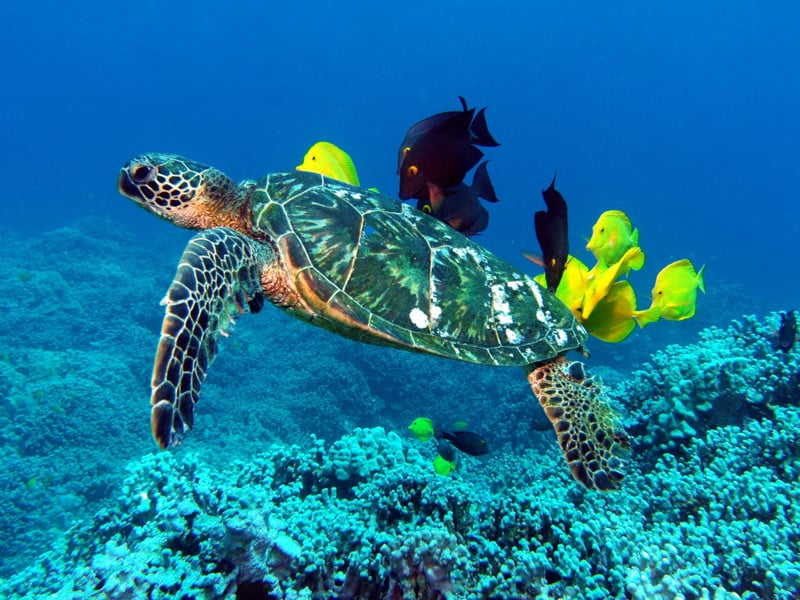 Information about sea turtles.