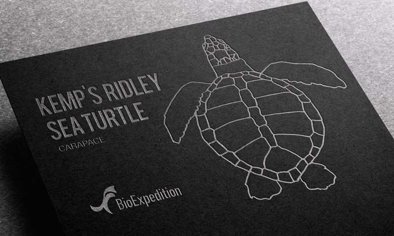 Anatomy of Kemp’s ridley sea turtle.