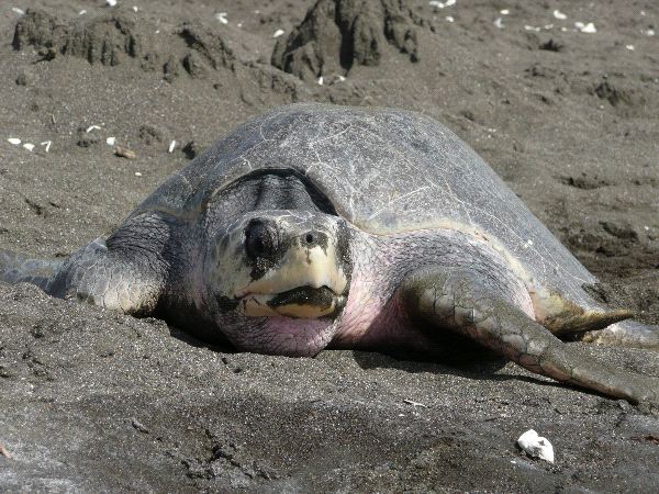 Kemp Ridley Sea Turtle Costa Rica