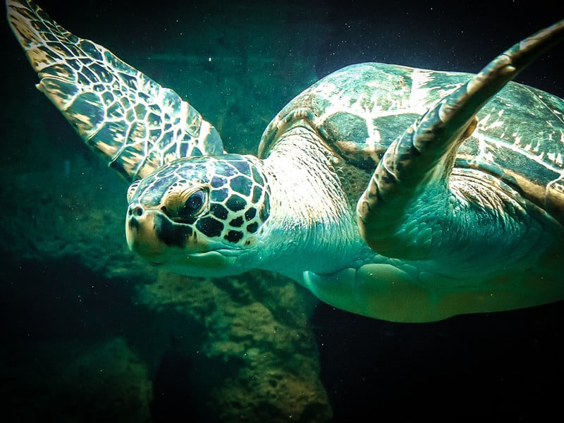 Conservación de las tortugas marinas.
