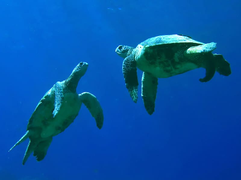 Organización social de las tortugas marinas.