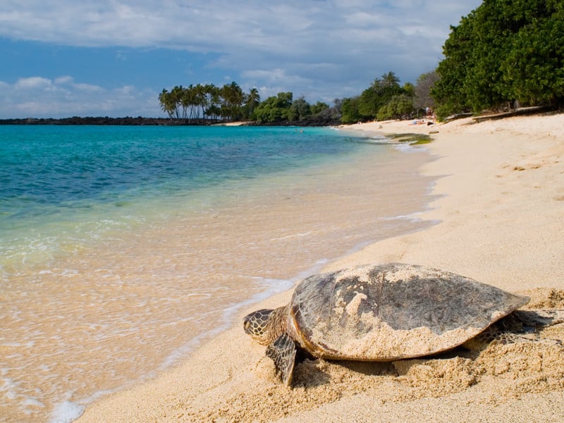 Sea turtles and climate change.
