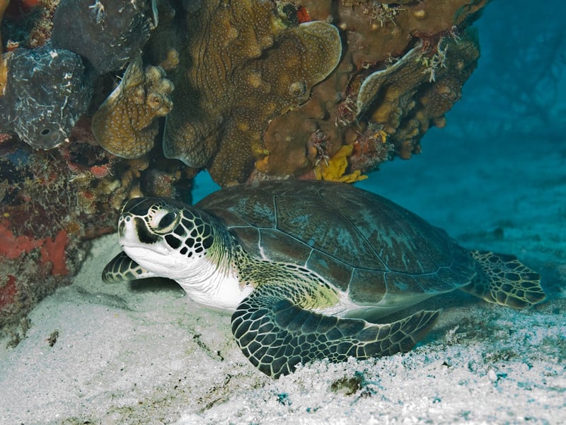 Green sea turtle facts.
