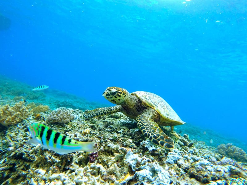 Distribution of sea turtles.