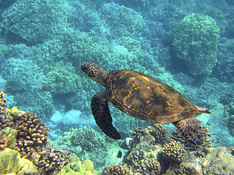 Hábitat y distribución de las tortugas marinas.