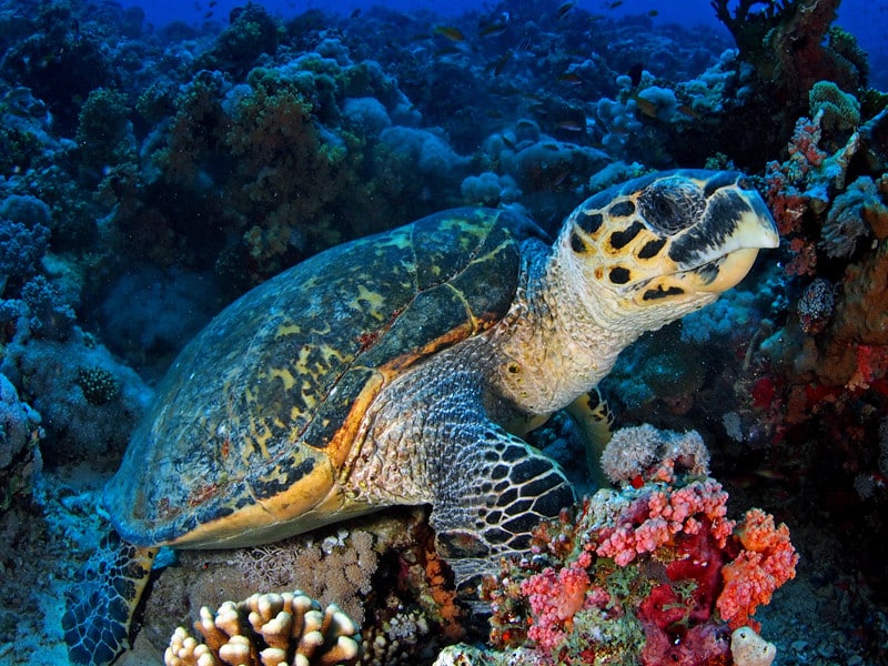 Characteristics of the hawksbill sea turtle.
