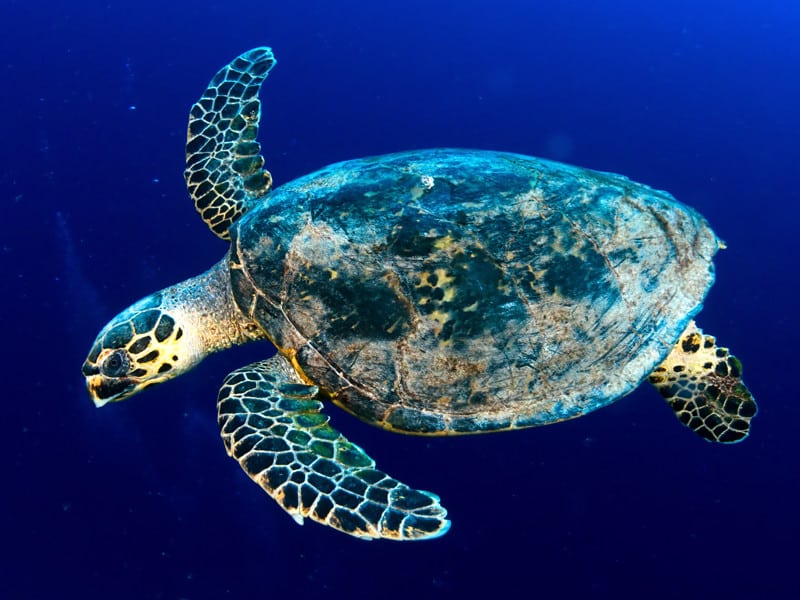 Information about the hawksbill sea turtle.
