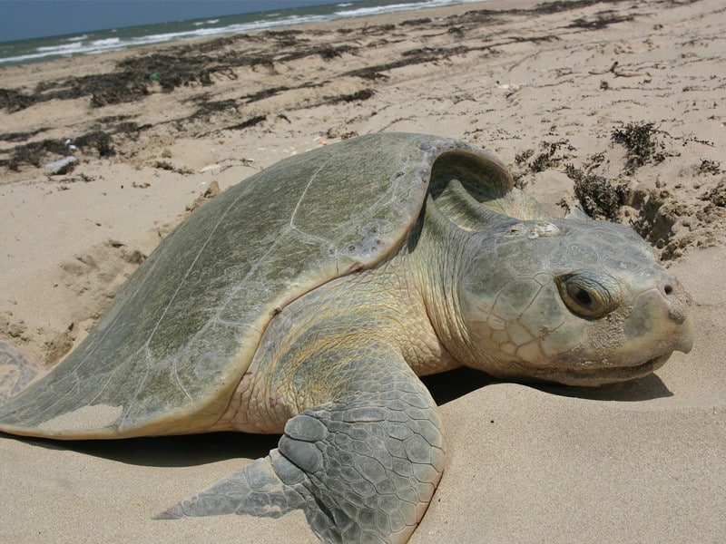 Kemp's Ridley Sea Turtle information.