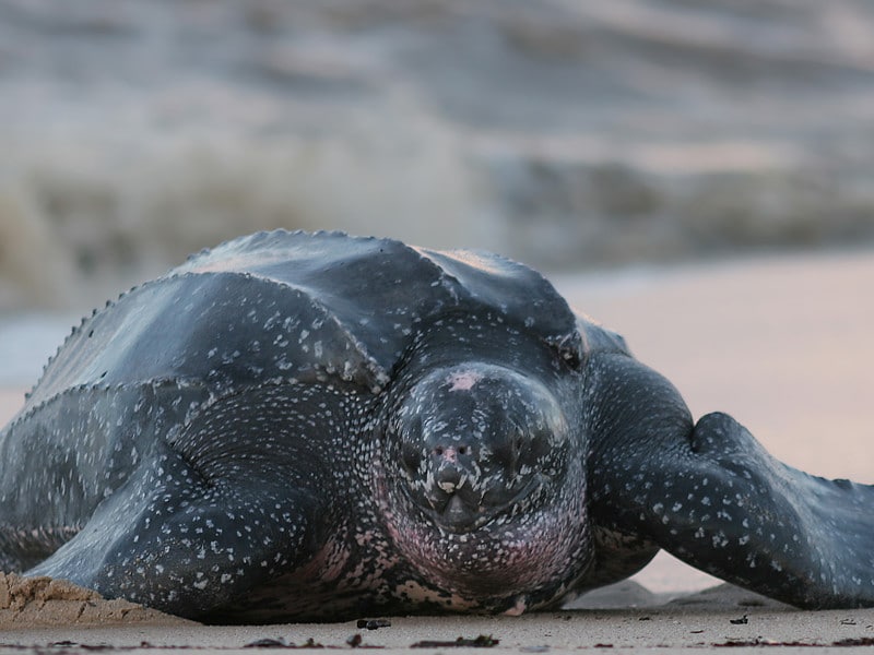 Leatherback sea turtle facts.