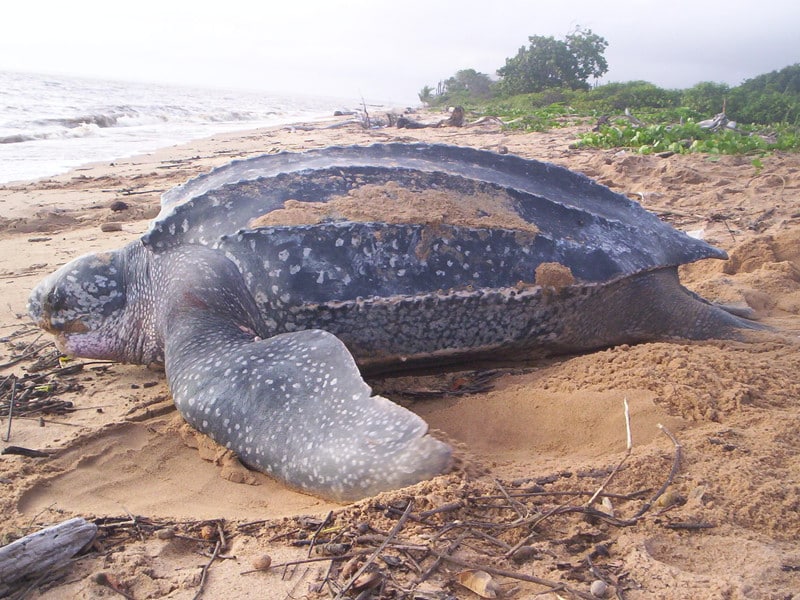 Leatherback sea turtle information.