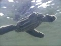 Leatherback Sea Turtle Hatchling