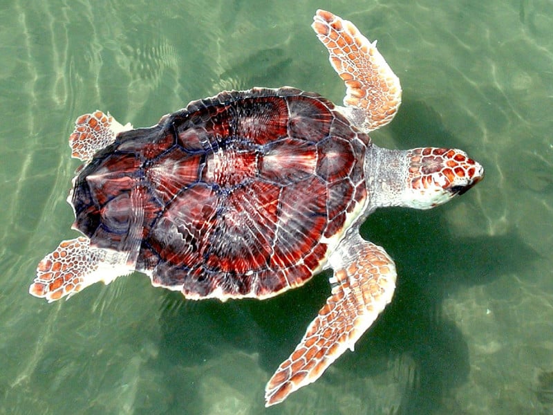 Characteristics of the loggerhead sea turtle.