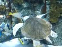 Olive Ridley Sea Turtle in Aquarium