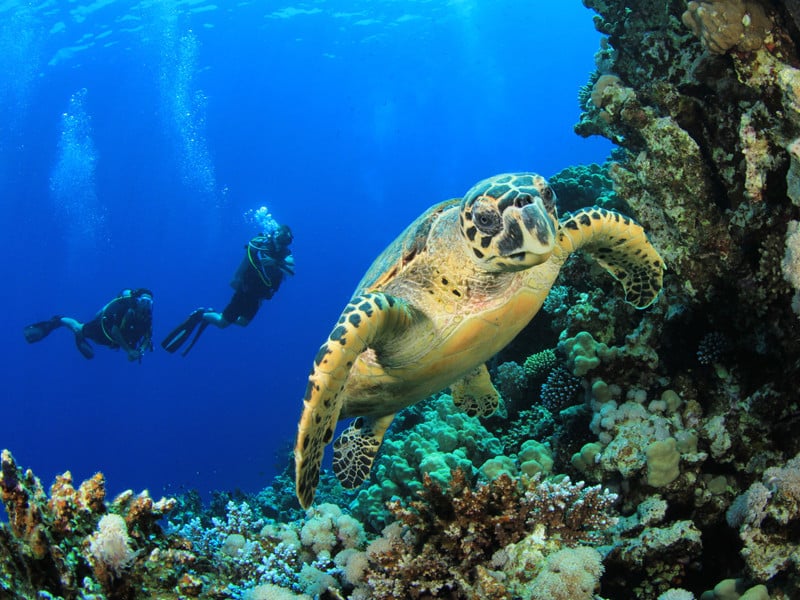 Sea turtle distribution.