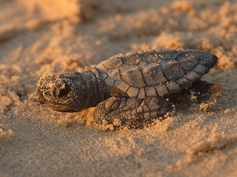 Sea turtle reproduction process.