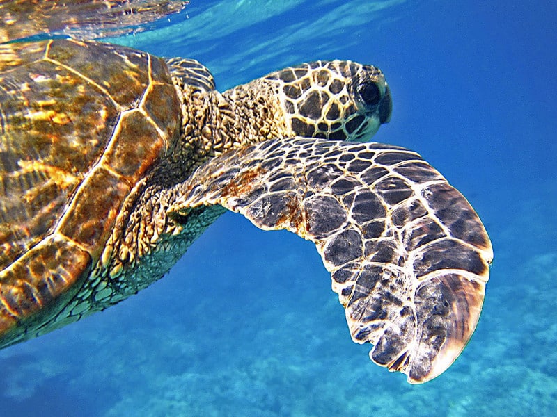 Types of sea turtles.