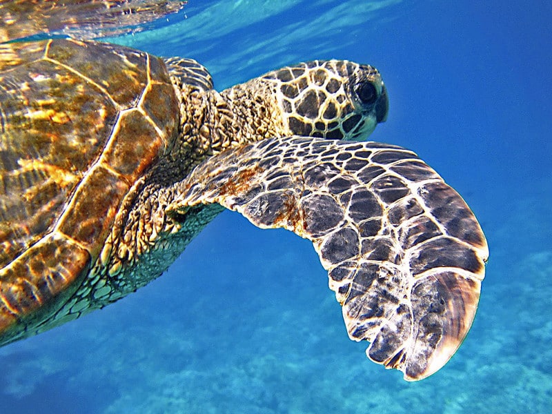 Types Of Sea Turtles Sea Turtle Facts And Information