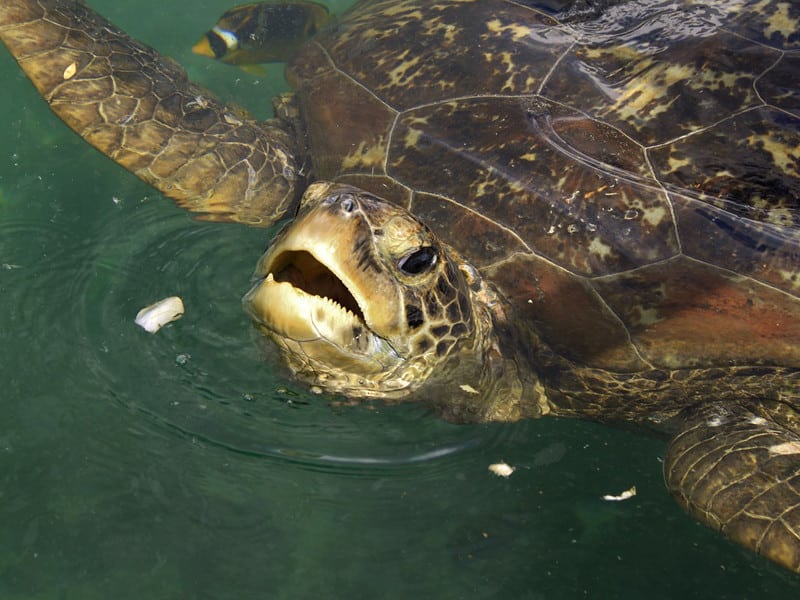 Sea Turtle Feeding