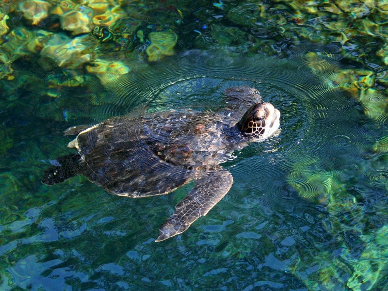 Sea turtles in captivity.