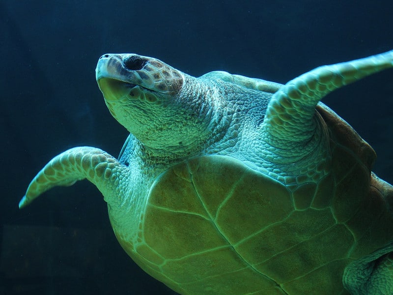Especies vivas de tortugas marinas.